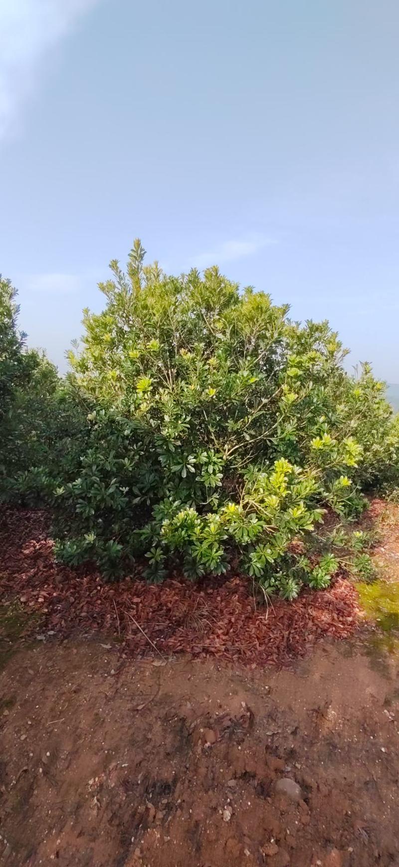 江西杨梅树2-2.5米，大量供应可视频，产地直发货源多