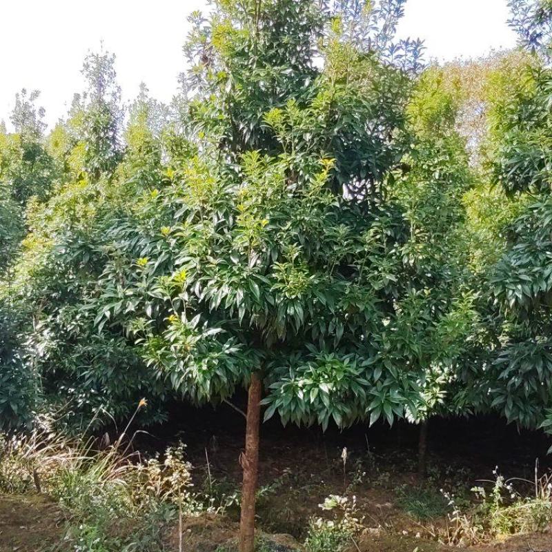 江西优质楠木，货源充足，量大从优，可视频看货