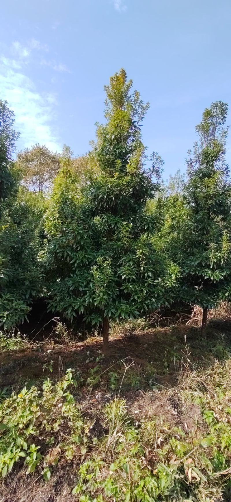 江西优质楠木，货源充足，量大从优，可视频看货
