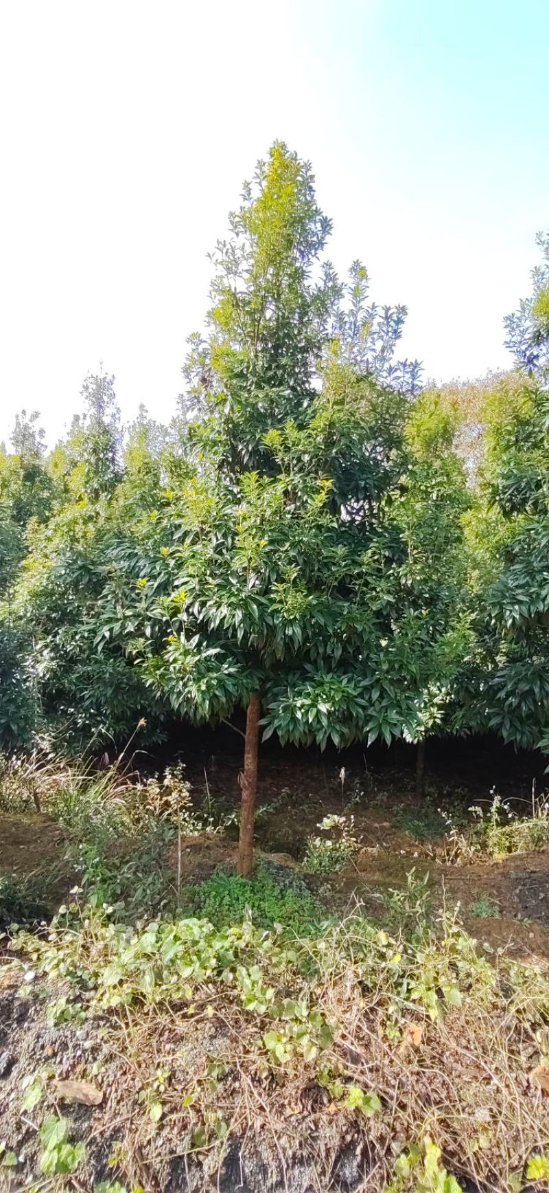 江西优质楠木，货源充足，量大从优，可视频看货