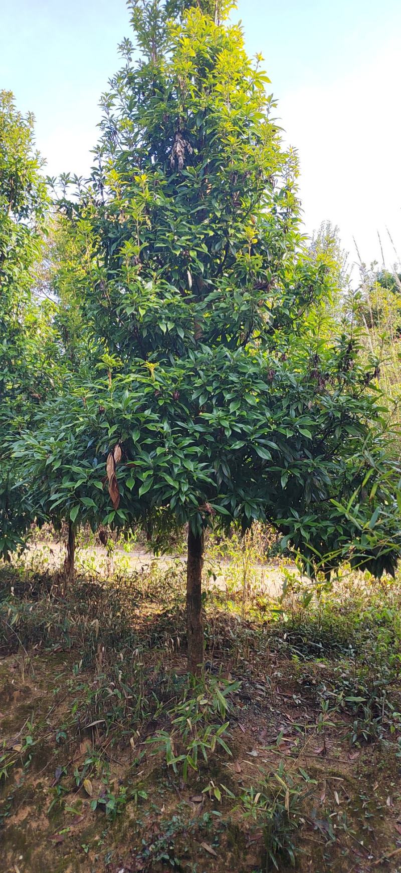 江西优质楠木，货源充足，量大从优，可视频看货
