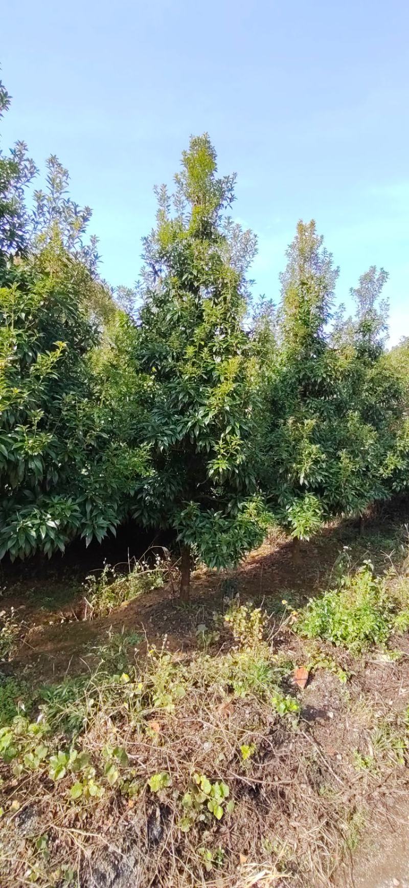 江西优质楠木，货源充足，量大从优，可视频看货