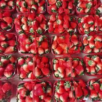 乐康精品奶油草莓齐全长期供应量大价优一手货源批发零