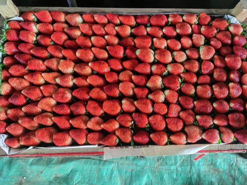 乐康精品奶油草莓齐全长期供应量大价优一手货源批发零