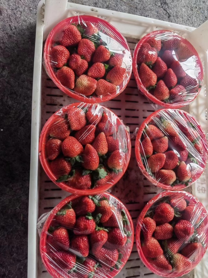 乐康精品奶油草莓齐全长期供应量大价优一手货源批发零