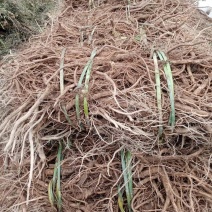 四川凉山高海拔高原牛膝自己种植高质量需要联系