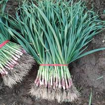 红根蒜苗保质保量产地直发，一手货源，品质正宗精品