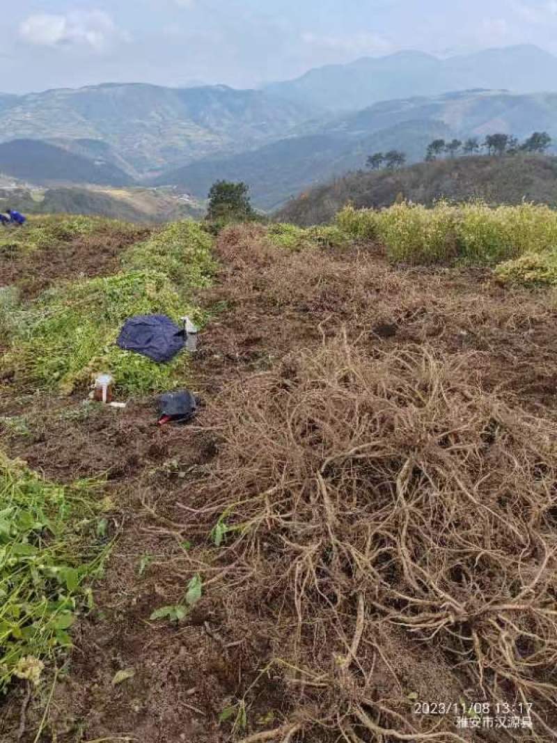 四川凉山高海拔高原牛膝自己种植高质量需要联系