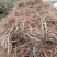 四川凉山高海拔高原牛膝自己种植高质量需要联系