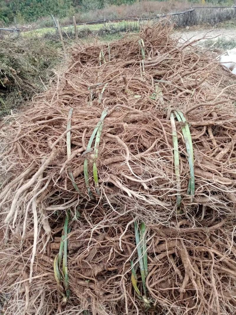 四川凉山高海拔高原牛膝自己种植高质量需要联系