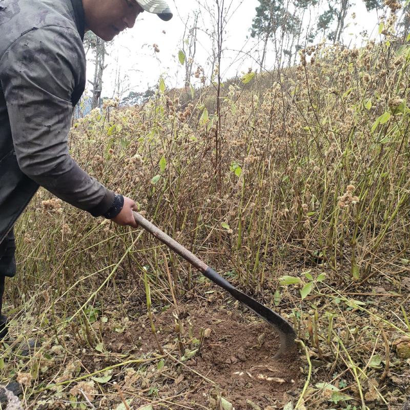 四川凉山高海拔高原牛膝自己种植高质量需要联系