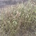 四川凉山高海拔高原牛膝自己种植高质量需要联系