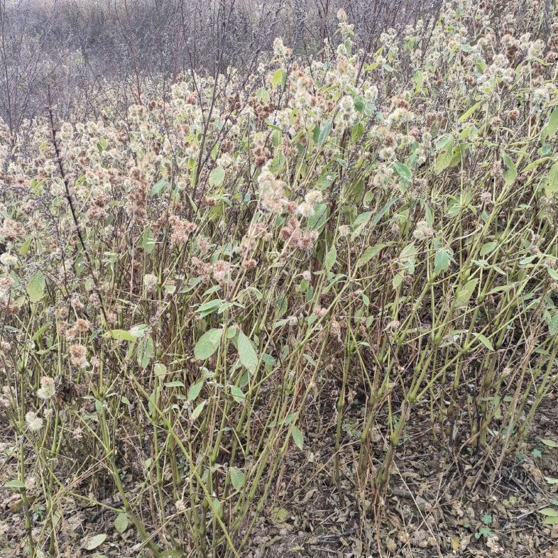四川凉山高海拔高原牛膝自己种植高质量需要联系
