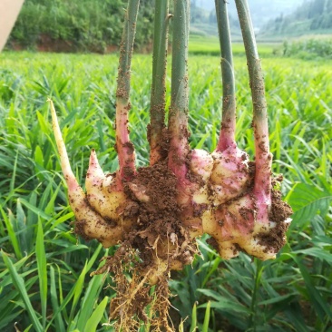 大量小黄姜出售需要的老板联系