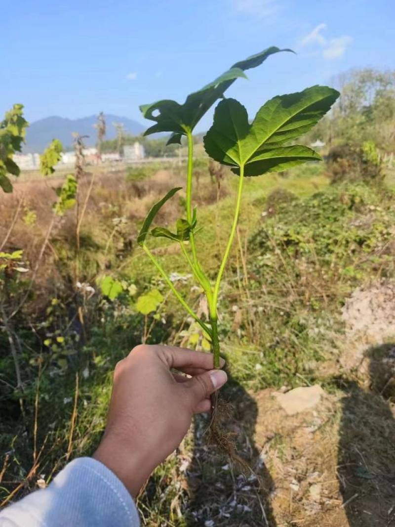 大量八角金盘地苗出售