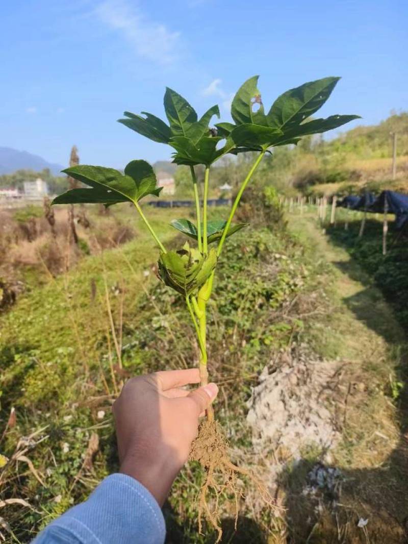 大量八角金盘地苗出售