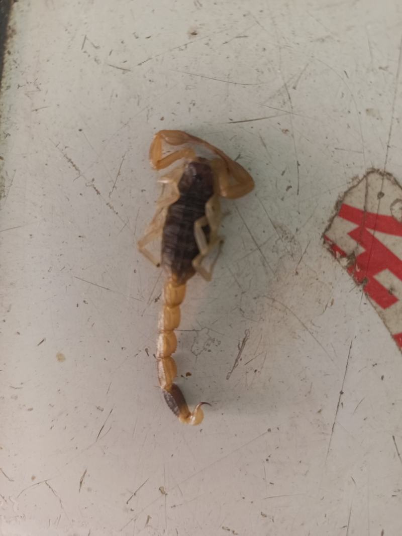 山东优质蝎子清水干蝎全国发货，大量供应可视频看货