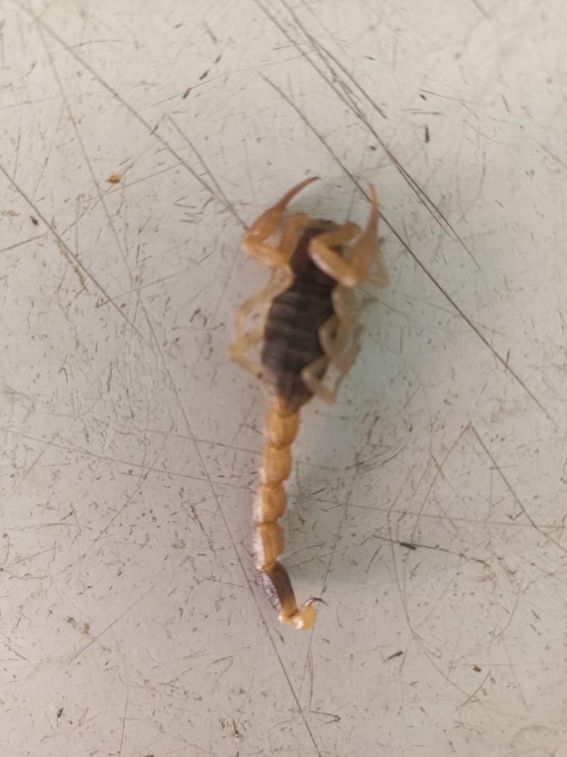 山东优质蝎子清水干蝎全国发货，大量供应可视频看货