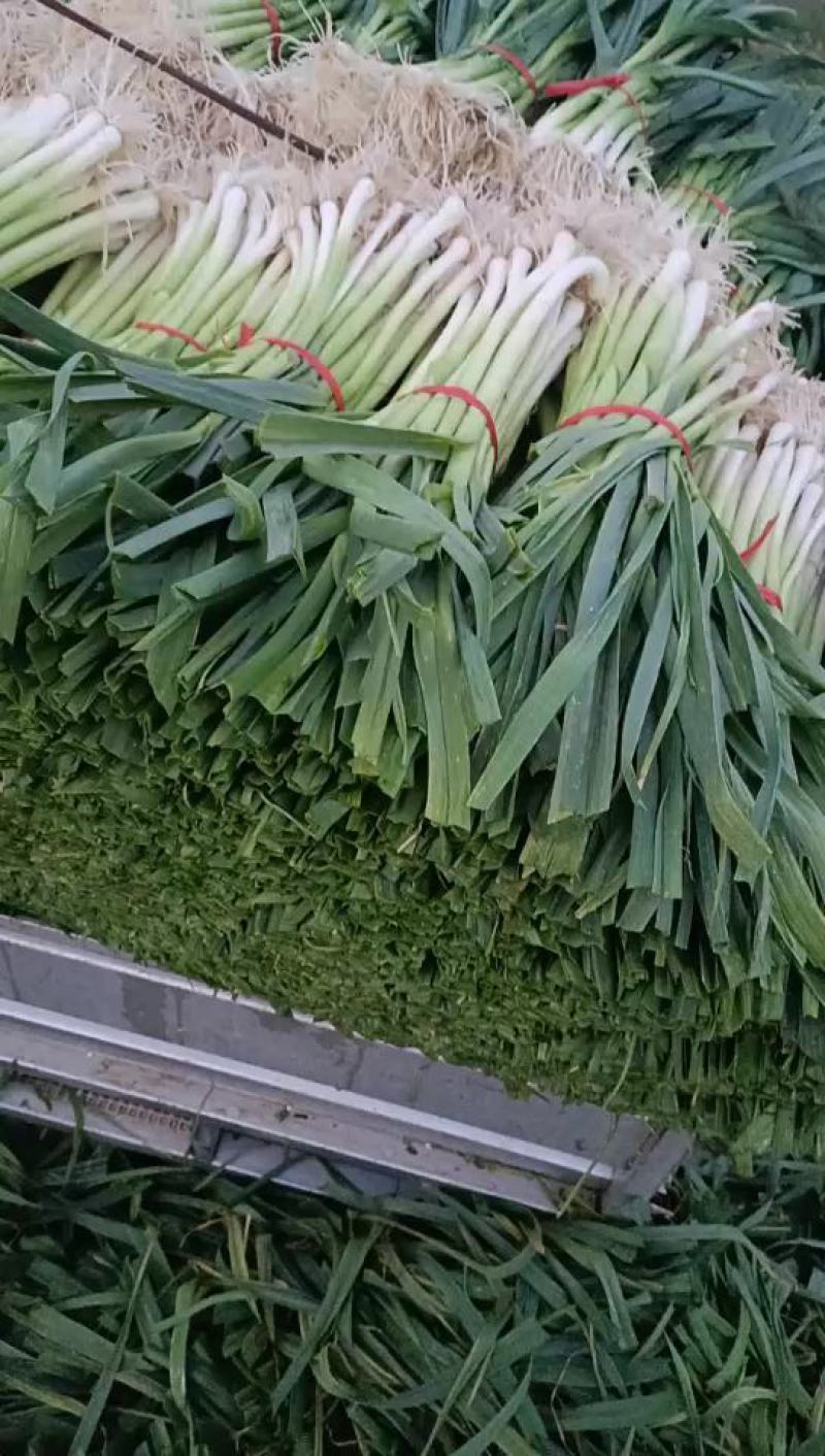 蒜苗白根蒜苗精品水洗蒜苗包扎蒜苗供应商场超市