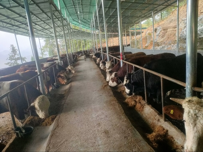 技术人员正在使用TMR搅拌车为西门塔尔牛配制全混合日粮