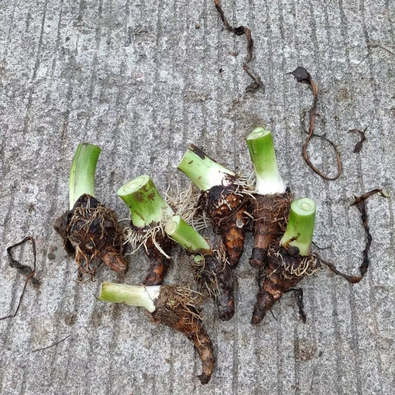 香芋种子