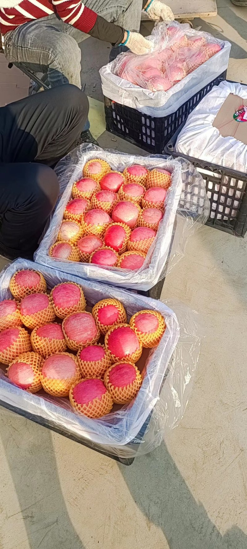 红富士苹果大量上市全是一手货源对接各大超市全国可发