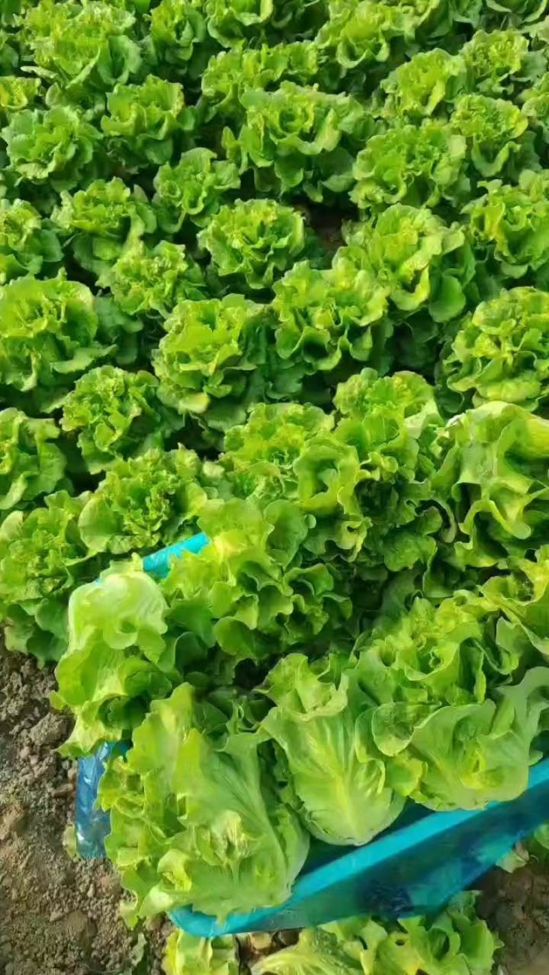 大棚生菜量大货多实力供货，视频看产品，保质保量，精品