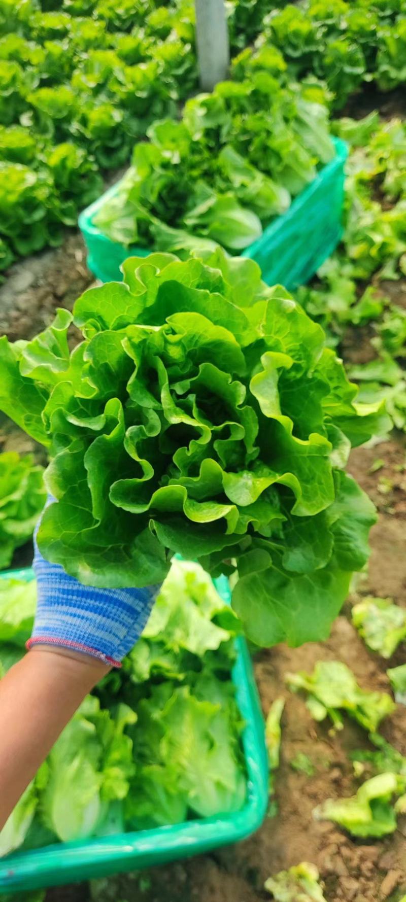 大棚生菜量大货多实力供货，视频看产品，保质保量，精品