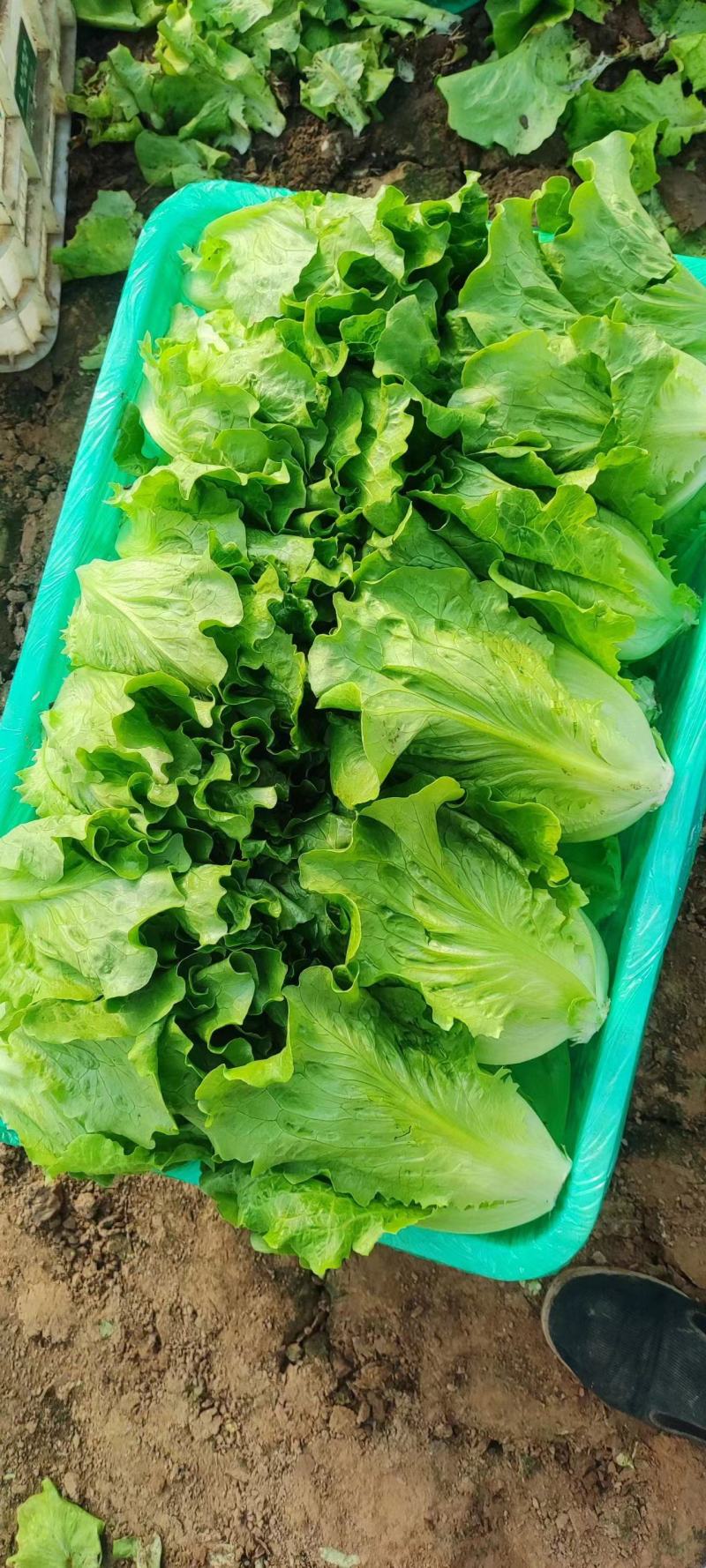 大棚生菜量大货多实力供货，视频看产品，保质保量，精品