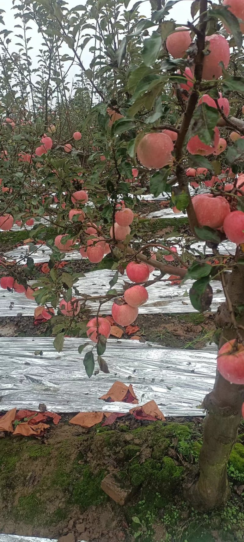 精品红富士小果大量上市中对接各大电商平台一手货源