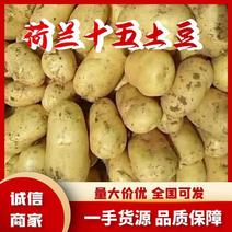 荷兰15土豆【黄皮黄心】产地大量上市价格便宜全国发货