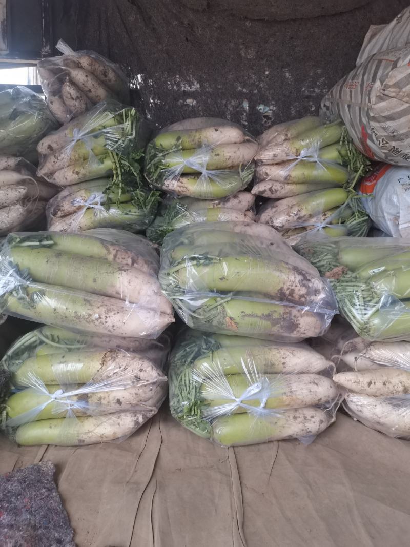 萝卜河南青萝卜蔬菜萝卜大量上市一手货源欢迎选购