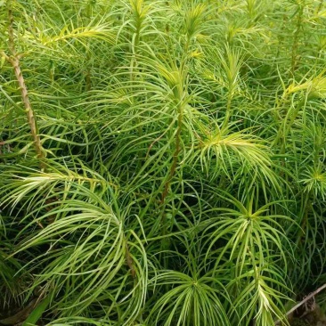 杉木苗（有良种证，正宗良种，品质纯正，贵州本土优质杉木种源