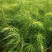 杉木苗（有良种证，正宗良种，品质纯正，贵州本土优质杉木种源