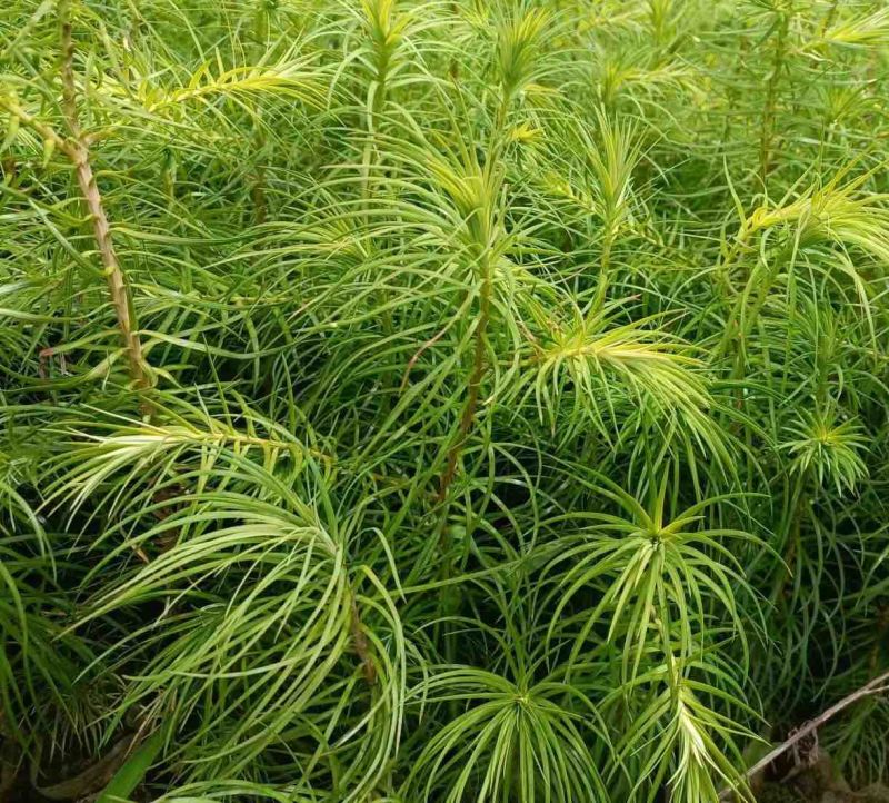 杉木苗（有良种证，正宗良种，品质纯正，贵州本土优质杉木种源