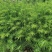 杉木苗（有良种证，正宗良种，品质纯正，贵州本土优质杉木种源