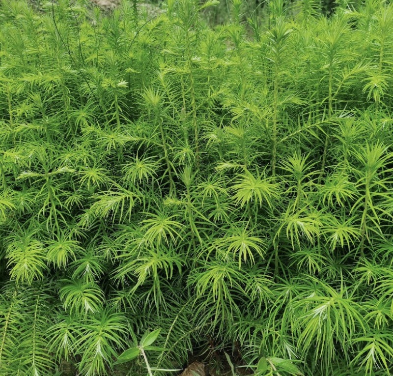 杉木苗（有良种证，正宗良种，品质纯正，贵州本土优质杉木种源