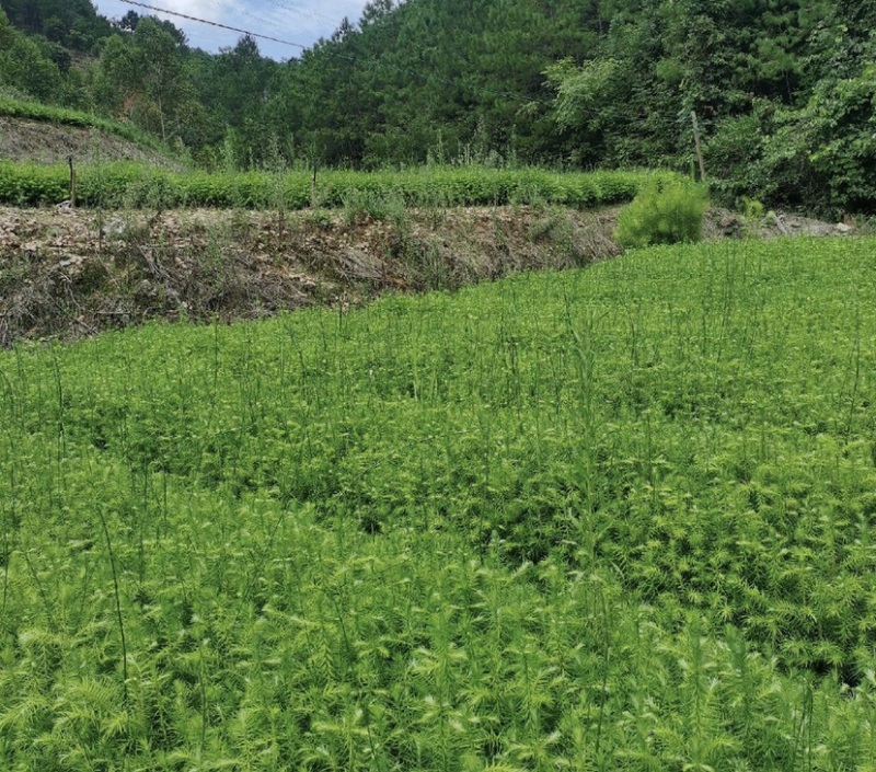 杉木苗（有良种证，正宗良种，品质纯正，贵州本土优质杉木种源