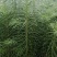 杉木苗（有良种证，正宗良种，品质纯正，贵州本土优质杉木种源
