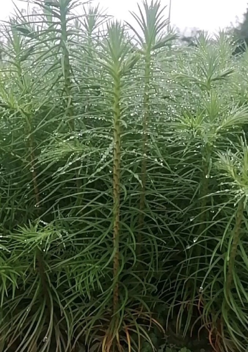 杉木苗（有良种证，正宗良种，品质纯正，贵州本土优质杉木种源