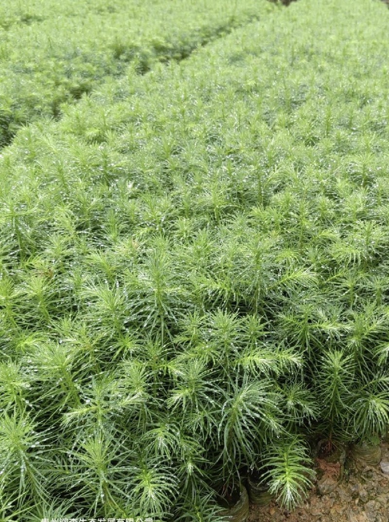 杉木苗（有良种证，正宗良种，品质纯正，贵州本土优质杉木种源