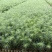 杉木苗（有良种证，正宗良种，品质纯正，贵州本土优质杉木种源