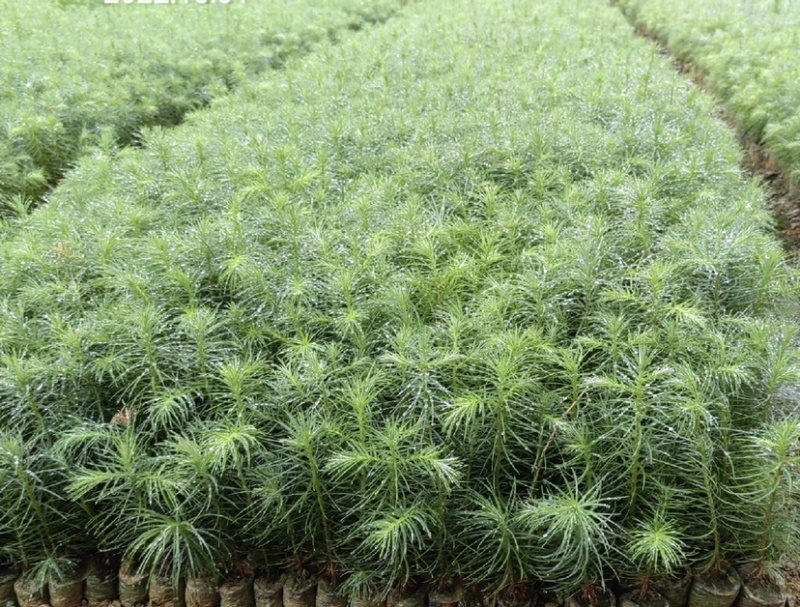 杉木苗（有良种证，正宗良种，品质纯正，贵州本土优质杉木种源