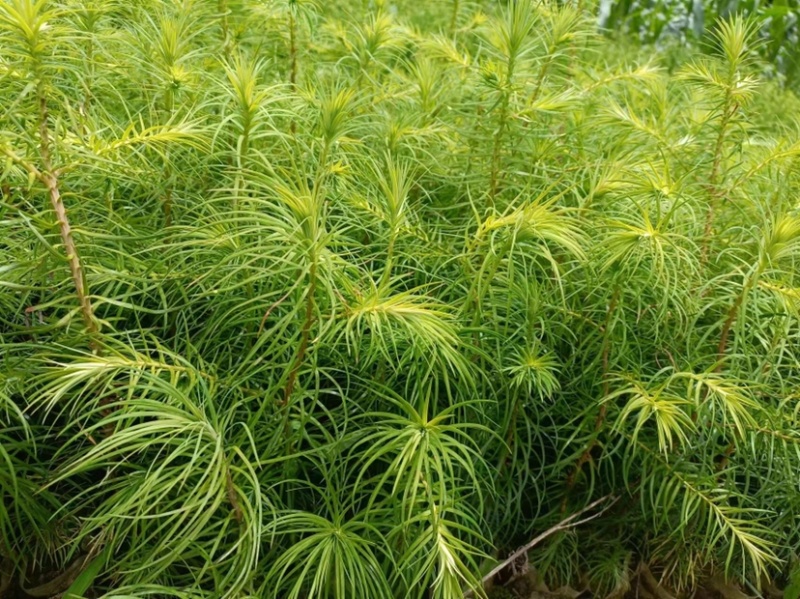 杉木苗（有良种证，正宗良种，品质纯正，贵州本土优质杉木种源