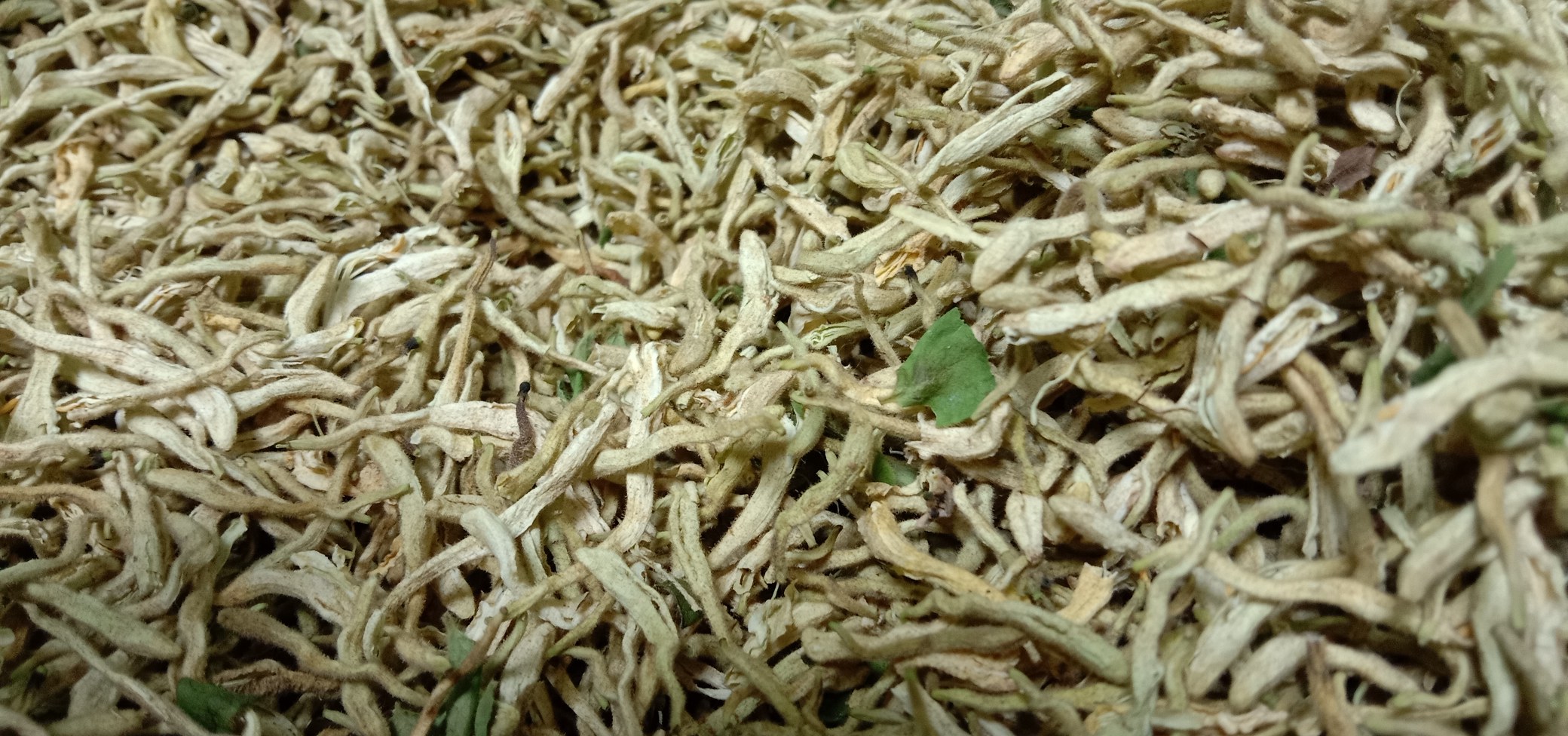 沙参可冲泡效果图