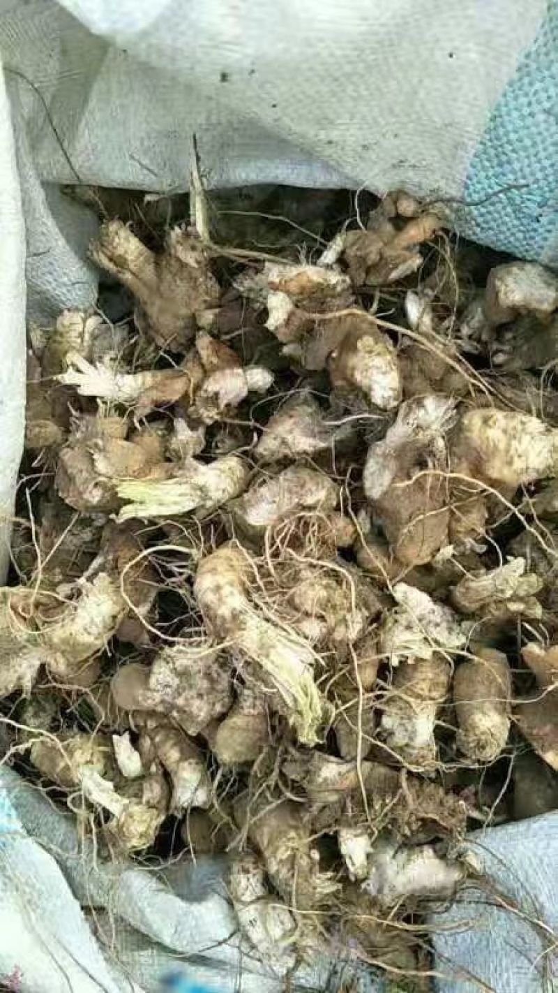 玄参芽子产地一手货源#包技术包上车包回收数量不多玄参干货