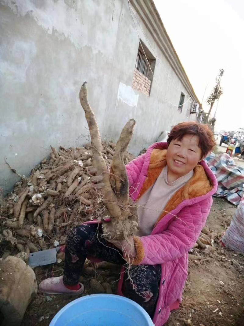 玄参芽子产地一手货源#包技术包上车包回收数量不多玄参干货