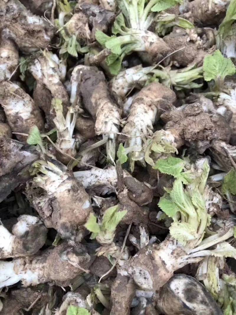 玄参芽子产地一手货源#包技术包上车包回收数量不多玄参干货