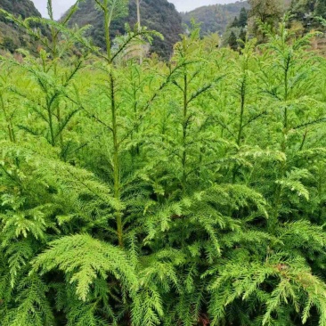柳杉苗（营养袋苗，大杯小杯各个规格都有）