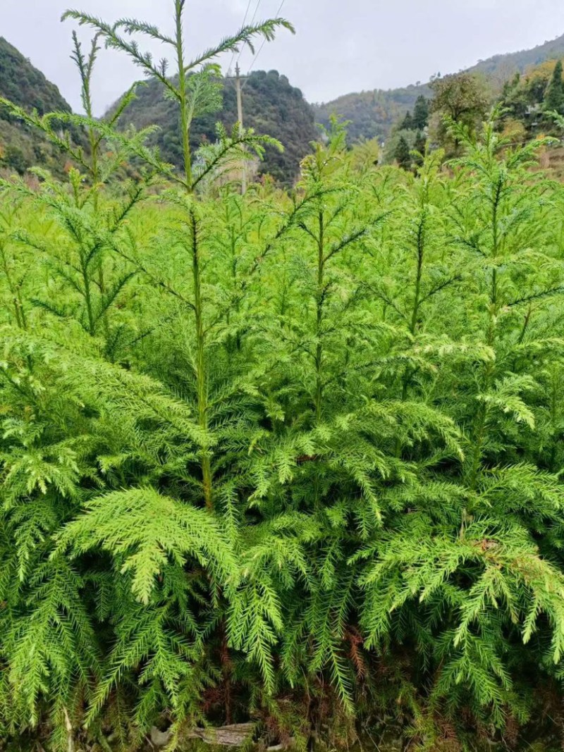 柳杉苗（营养袋苗，大杯小杯各个规格都有）